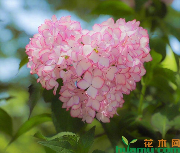 绣球花多