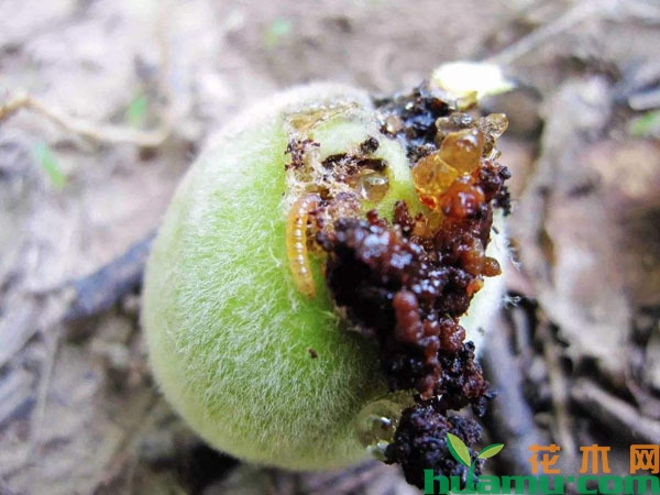 桃小食心虫防治方法
