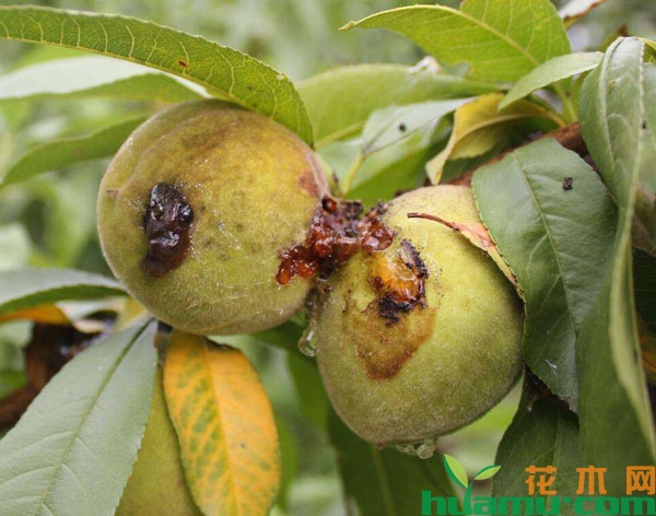 桃小食心虫的危害