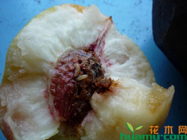 生虫的桃子