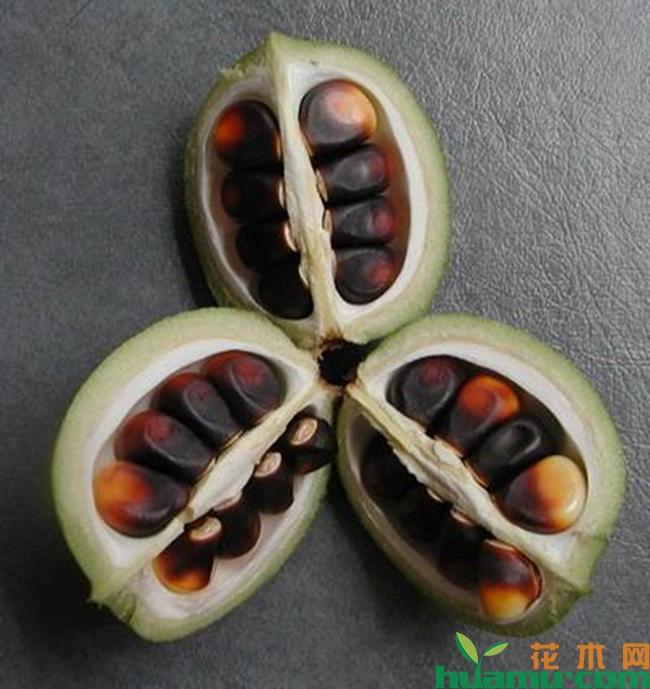 文冠树种子.jpg