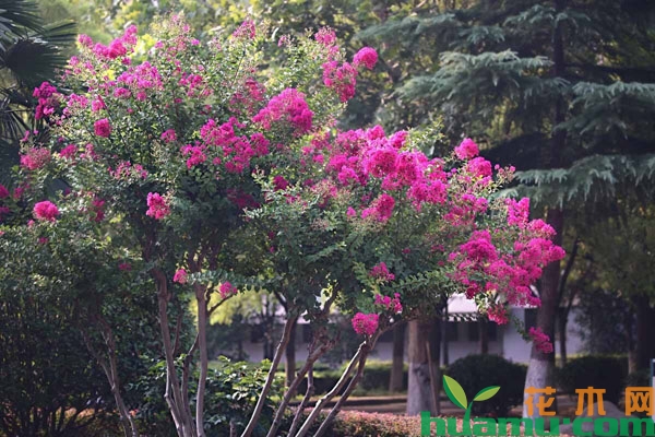 绿化紫薇