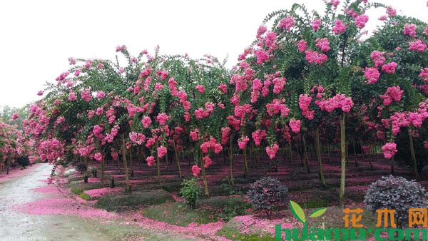 紫薇树夏季修剪方法