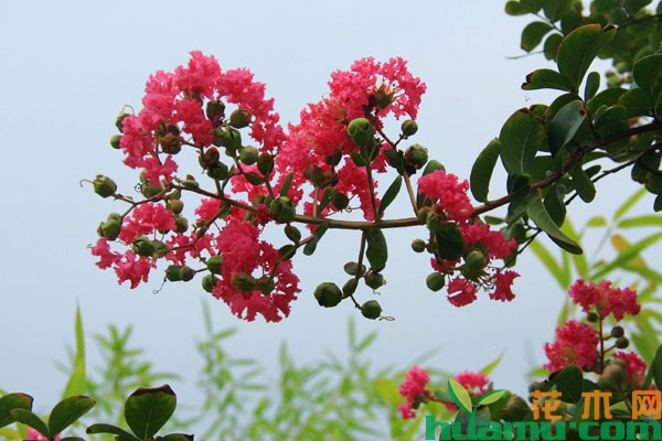 紫薇花