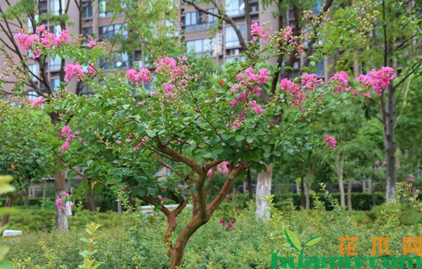 紫薇树
