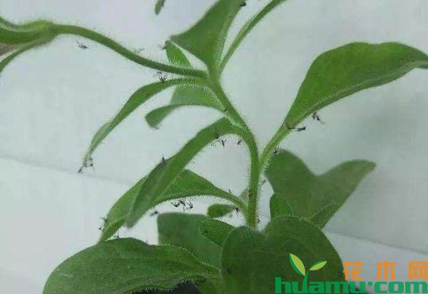 盆栽植物招小虫怎么办？