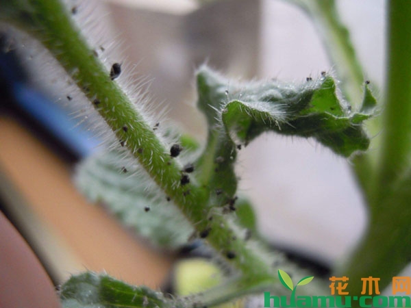 植物长虫