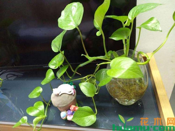 水培绿萝怎么养？