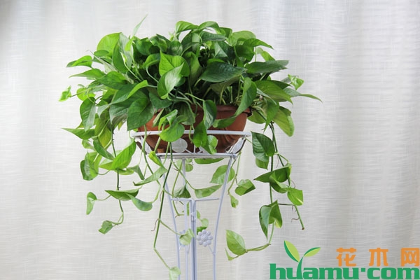 这5种植物很耐阴，在室内养任何地方都能长
