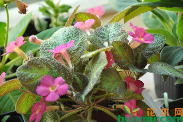 喜荫花