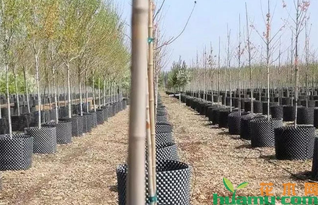 新建的苗圃这么干省事! 新建的苗圃这么干省事!