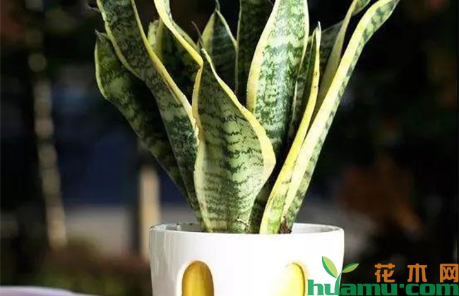 虎皮兰夏季小心病害!勤通风预防病害发生 虎皮兰夏季小心病害!勤通风预防病害发生