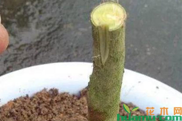 茶花盆景矮化方法