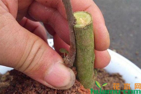 茶花嫁接怎么做?