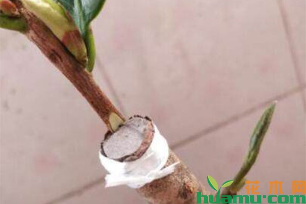 茶花嫁接怎么做? 茶花嫁接怎么做?
