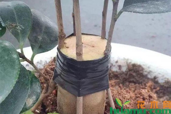茶花嫁接怎么做? 茶花嫁接怎么做?