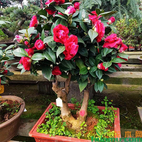茶花嫁接怎么做? 茶花嫁接怎么做?