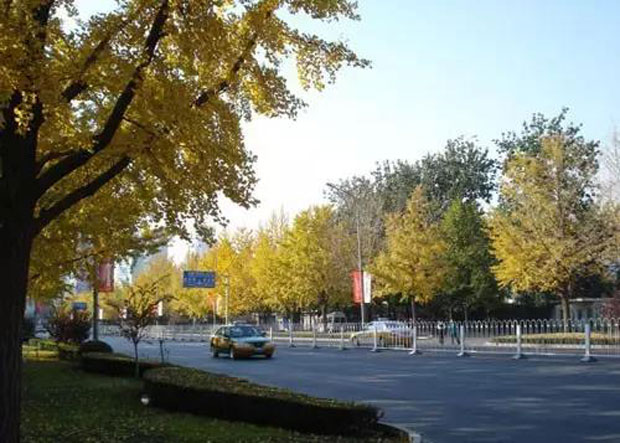 道路绿化.jpg