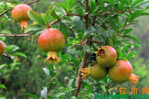 石榴树夏季养护管理要点 石榴树夏季养护管理要点