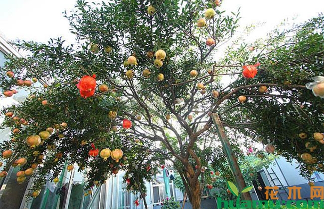 石榴树夏季养护管理要点 石榴树夏季养护管理要点