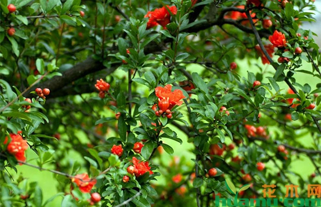 石榴夏季落果怎么办? 石榴夏季落果怎么办?