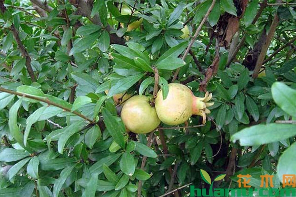 石榴树夏季养护管理要点 石榴树夏季养护管理要点