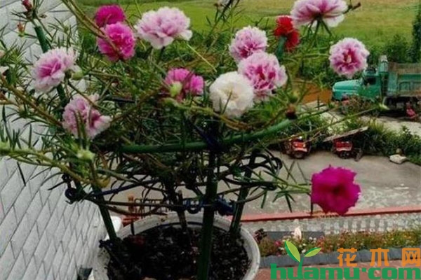 太阳花老桩盆景怎么养成?