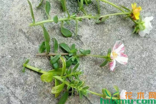 太阳花老桩盆景怎么养成? 太阳花老桩盆景怎么养成?