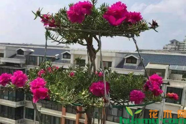 太阳花老桩盆景怎么养成? 太阳花老桩盆景怎么养成?