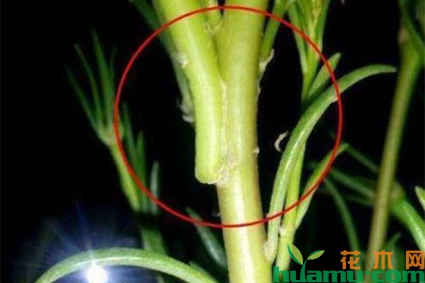 太阳花嫁接老桩的方法 太阳花嫁接老桩的方法