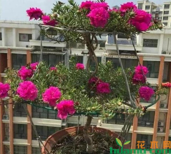 太阳花老桩盆景怎么养成? 太阳花老桩盆景怎么养成?