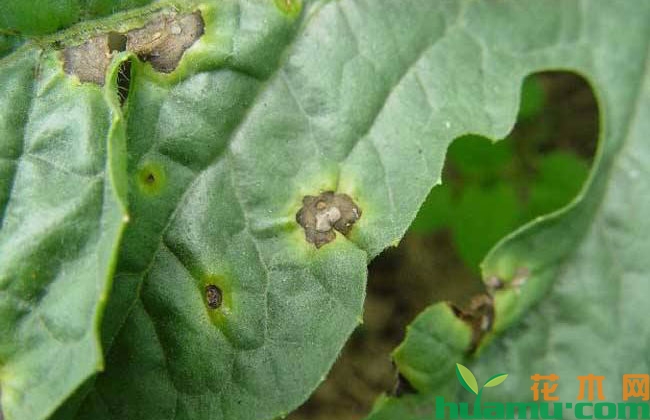 园林植物炭疽病的发生和防治 园林植物炭疽病的发生和防治
