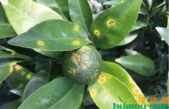 园林植物炭疽病的发生和防治 园林植物炭疽病的发生和防治
