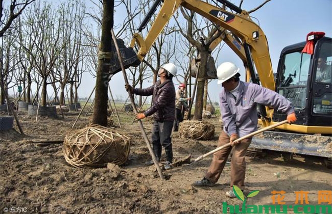 苗木移植土球散了怎么办? 苗木移植土球散了怎么办?