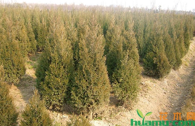 苗木移植土球散了怎么办? 苗木移植土球散了怎么办?
