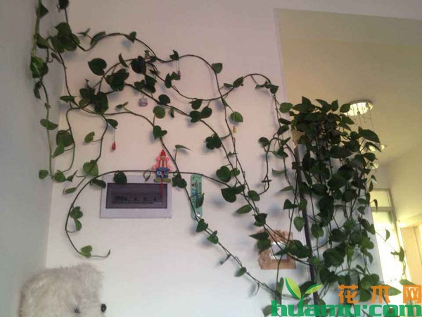 绿萝怎样养能爬墙？