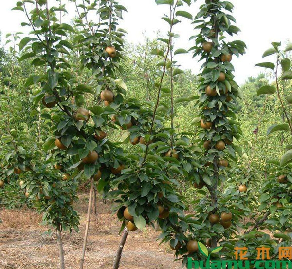 梨树