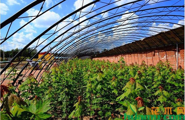 美国红枫天牛防治方法 美国红枫天牛防治方法