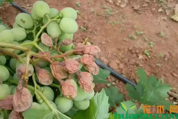 葡萄夏季怎么管理？当心日灼病危害！