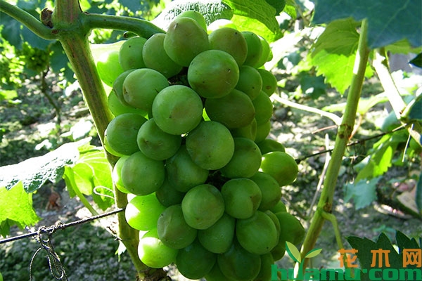 葡萄夏季怎么管理?当心日灼病危害! 葡萄夏季怎么管理?当心日灼病危害!