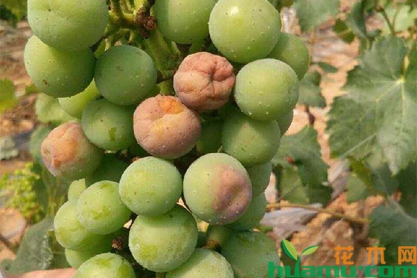 葡萄夏季怎么管理?当心日灼病危害! 葡萄夏季怎么管理?当心日灼病危害!