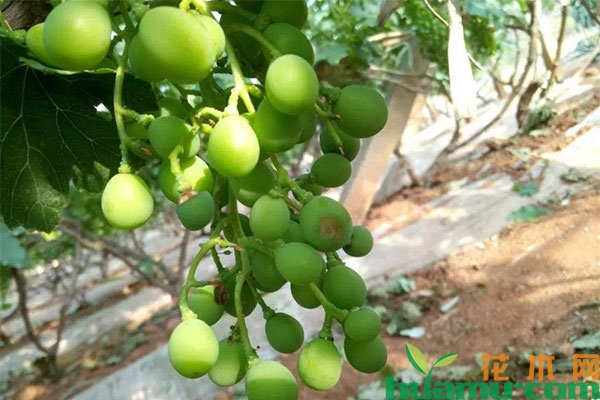 葡萄夏季怎么管理?当心日灼病危害! 葡萄夏季怎么管理?当心日灼病危害!