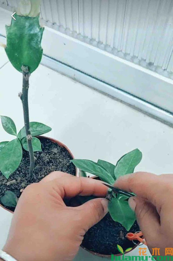 蟹爪兰这么嫁接养成大花瀑 蟹爪兰这么嫁接养成大花瀑
