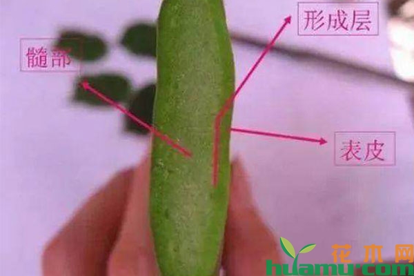 蟹爪兰这么嫁接养成大花瀑 蟹爪兰这么嫁接养成大花瀑