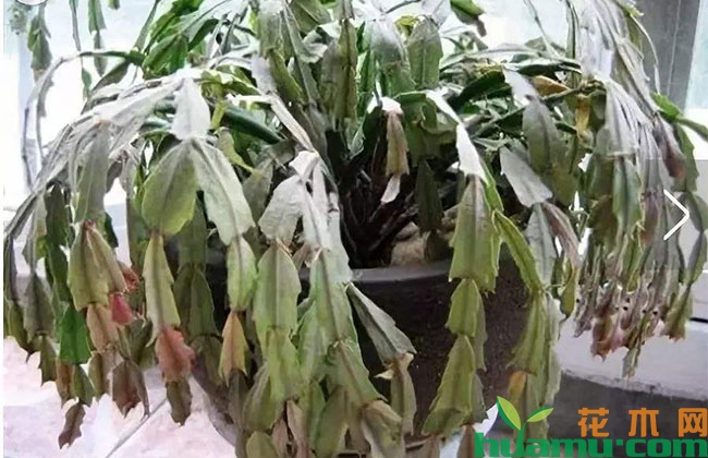 蟹爪兰夏季“休眠”怎么叫醒? 蟹爪兰夏季“休眠”怎么叫醒?
