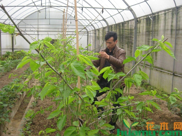 长果桑