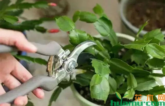 蟹爪兰夏季“休眠”怎么叫醒? 蟹爪兰夏季“休眠”怎么叫醒?