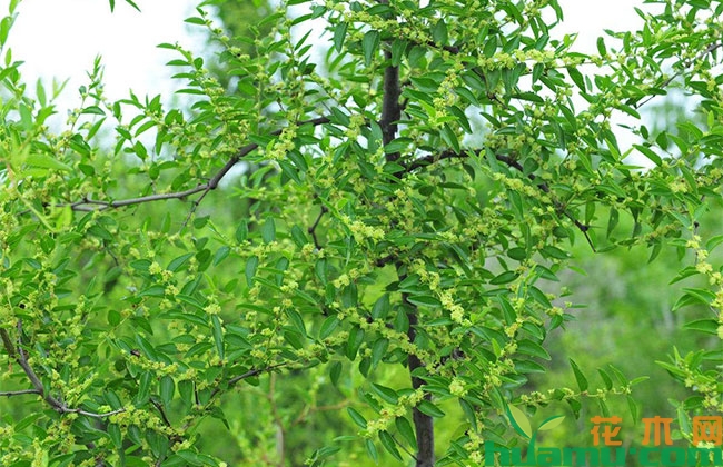 枣树花期用什么药能有效提高坐果率？