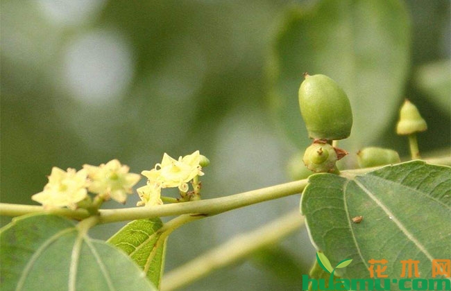 枣树花期用什么药能有效提高坐果率? 枣树花期用什么药能有效提高坐果率?
