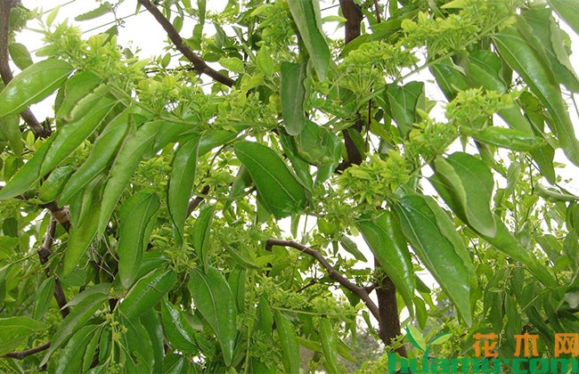 枣树花期用什么药能有效提高坐果率? 枣树花期用什么药能有效提高坐果率?